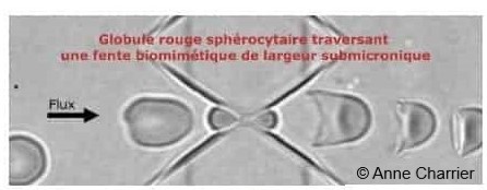 Anne Charrier_Premat2020