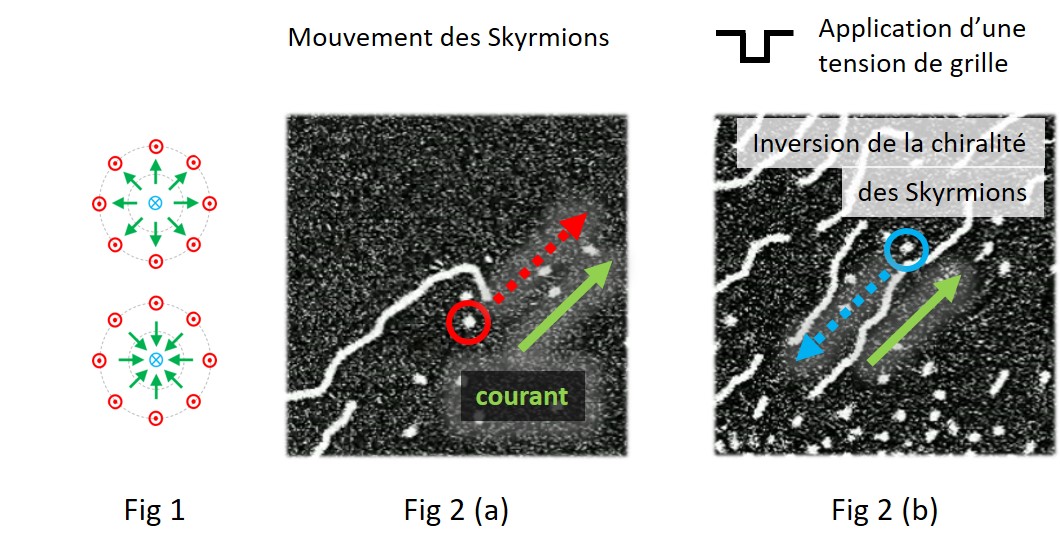 Figure 1 : Représentation vue de dessus des spins dans des skyrmions de chiralité opposée : à l’extérieur les spins sortent de la feuille (en rouge), à l’intérieur ils entrent vers la feuille (en bleu). Les spins dans la paroi qui les délimite (en vert) tournent dans le sens des aiguilles d’une montre ou dans le sens inverse lorsqu’on traverse le skyrmion radialement. Figure 2 : Images de microscopie magnéto-optique illustrant, par les flèches pointillées, le changement de sens de déplacement des skyrmions (points blancs) sous un même courant (flèche verte continue). (a) skyrmions dans le matériau initial, (b) skyrmions sous application d’une tension de grille. La taille des images est d’environ 50 µm.