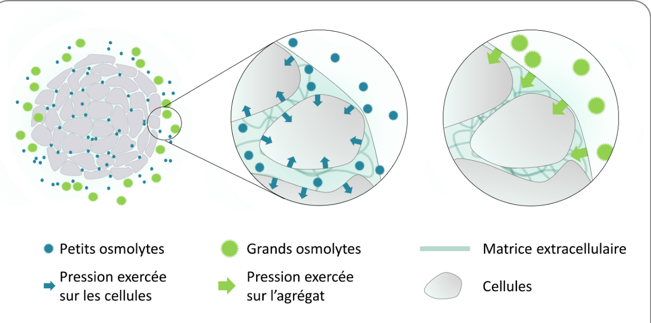 Figure : L'utilisation d'osmolytes de tailles différentes permet de sélectionner le site où s'exerce la pression, cellules ou matrice extracellulaire, et observer ainsi ces effets. © G. Cappello, LiPhy.