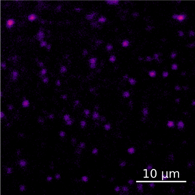 Un scan optique de l’échantillon de silicium-sur-isolant (SOI) implanté carbone