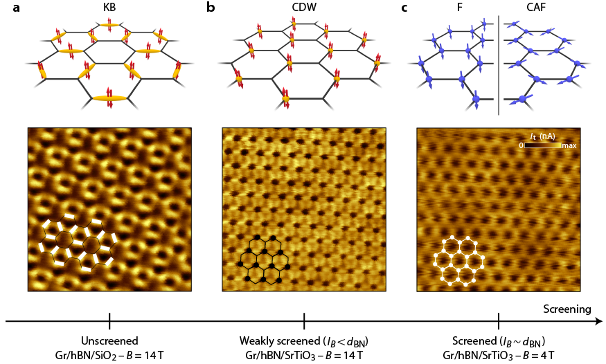 Légende : Schéma et images de plusieurs phases magnétiques observées pour des degrés d'écrantage des interactions électroniques croissants et pour différentes intensités du champ magnétique (14 T ou 4 T). Le graphène repose sur une couche de nitrure de bore hexagonal (hBN), le tout sur un substrat de SiO2 (a) ou de SrTiO3 (b-c). C'est la différence de constante diélectrique entre les substrats et l'épaisseur de la couche de hBN qui permettent de moduler l'écrantage. (a) spins appariés sur les doubles liaisons du modèle de Kékulé (KB = Kékulé bond), (b) spins appariés sur les sites atomiques (CDW = Charge-density wave), la paire d’électron étant localisée sur un atome sur deux, i.e. sur un seul des deux sous-réseaux du réseau hexagonal du graphène. Dans ce régime d’effet Hall quantique, il y a une correspondance directe entre la vallée et le sous-réseau atomique et cet arrangement des électrons est donc la signature à l’échelle atomique du magnétisme de vallée, (c) ordre de type ferromagnétique (F) et antiferromagnétique (CAF = canted antiferromagnétique).