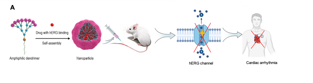 Figure : Formulations de nanodendrimères auto-assemblés permettant de diminuer la liaison à hERG. Schéma d’un nanosystème de dendrimères auto-assemblés permettant de réduire la liaison du médicament au canal hERG et d’éviter ainsi la cardiotoxicité liée à hERG.