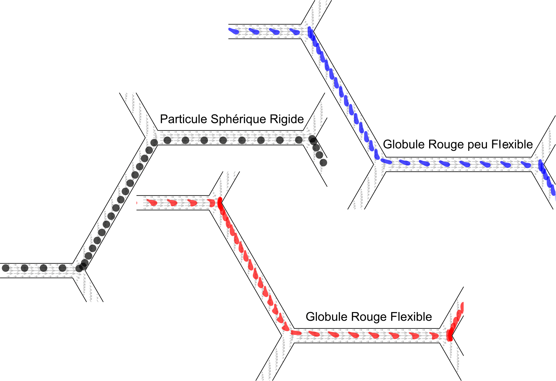 Trajectoires typiques des particules (de la gauche vers la droite). 