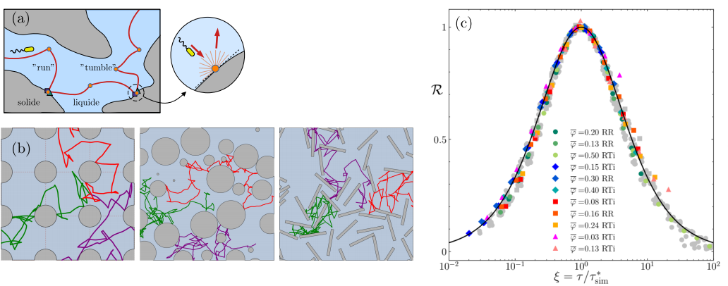 Figure : (a) Bactérie se déplaçant en milieu poreux. Sa stratégie de déplacement est de type « run-and-tumble », avec des réorientations soudaines et aléatoires. (b) Simulations de trajectoires bactériennes dans trois structures poreuses. (c) Courbe universelle de la dispersion en fonction du temps moyen de « run » : les points représentent 37 situations différentes, la courbe noire est la prédiction théorique.