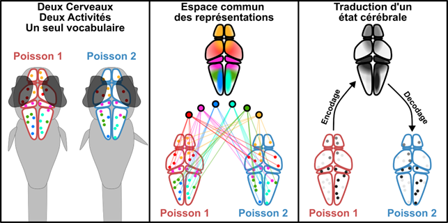Figure : Chez la larve de poisson-z&egrave;bre, l&rsquo;activit&eacute; de dizaines de milliers de neurones peut &ecirc;tre enregistr&eacute;e dans tout le cerveau. Mais les neurones des deux individus ne peuvent pas &ecirc;tre compar&eacute;s un &agrave; un. La m&eacute;thode LaRBM apprend donc non pas une correspondance neurone par neurone, mais un espace commun de motifs d&rsquo;activit&eacute; : des groupes de neurones qui s&rsquo;activent ensemble. Un &eacute;tat c&eacute;r&eacute;bral observ&eacute; chez un poisson peut alors &ecirc;tre encod&eacute; dans cet espace commun des repr&eacute;sentations, puis d&eacute;cod&eacute; sous forme d&rsquo;un &eacute;tat plausible dans le cerveau d&rsquo;un autre poisson.