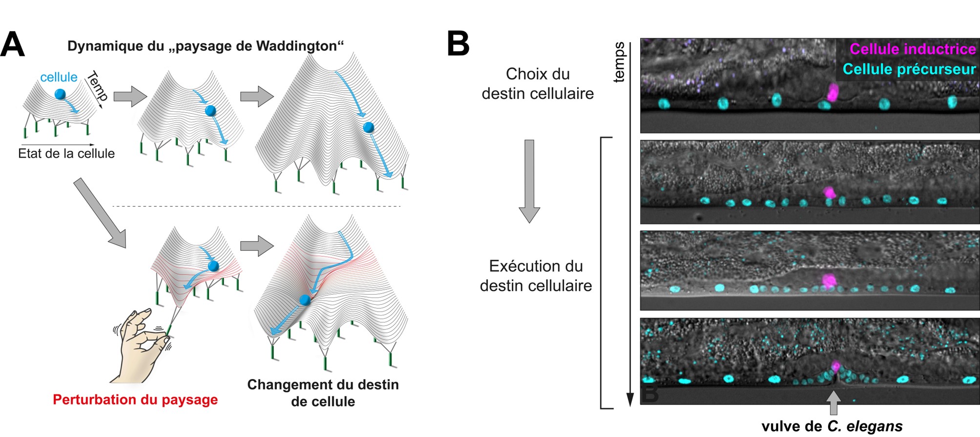 Figure : (A) Illustration de la m&eacute;taphore de Waddington d&eacute;crivant la dynamique d'un &eacute;tat cellulaire lors de la d&eacute;termination du destin cellulaire. La cellule est repr&eacute;sent&eacute;e par une balle (bleue) d&eacute;valant un relief changeant vers des vall&eacute;es &eacute;mergentes, qui symbolisent les destins cellulaires accessibles. Cette m&eacute;taphore peut &ecirc;tre d&eacute;crite &agrave; l'aide d'&eacute;quations math&eacute;matiques. Celles-ci permettent &eacute;galement de pr&eacute;dire comment le destin cellulaire &eacute;volue lorsque le relief est perturb&eacute;, ce que les chercheurs ont test&eacute; et confirm&eacute;. (B)  Images microscopiques de l'organe de ponte (vulve) en cours de d&eacute;veloppement chez le ver C. elegans, le syst&egrave;me utilis&eacute; par les chercheurs pour mener leur &eacute;tude. Sous l'effet des mol&eacute;cules &eacute;mises par une cellule inductrice (magenta), les six cellules pr&eacute;curseurs (magenta) d&eacute;terminent leur destin cellulaire, puis se divisent et finissent par former la vulve.