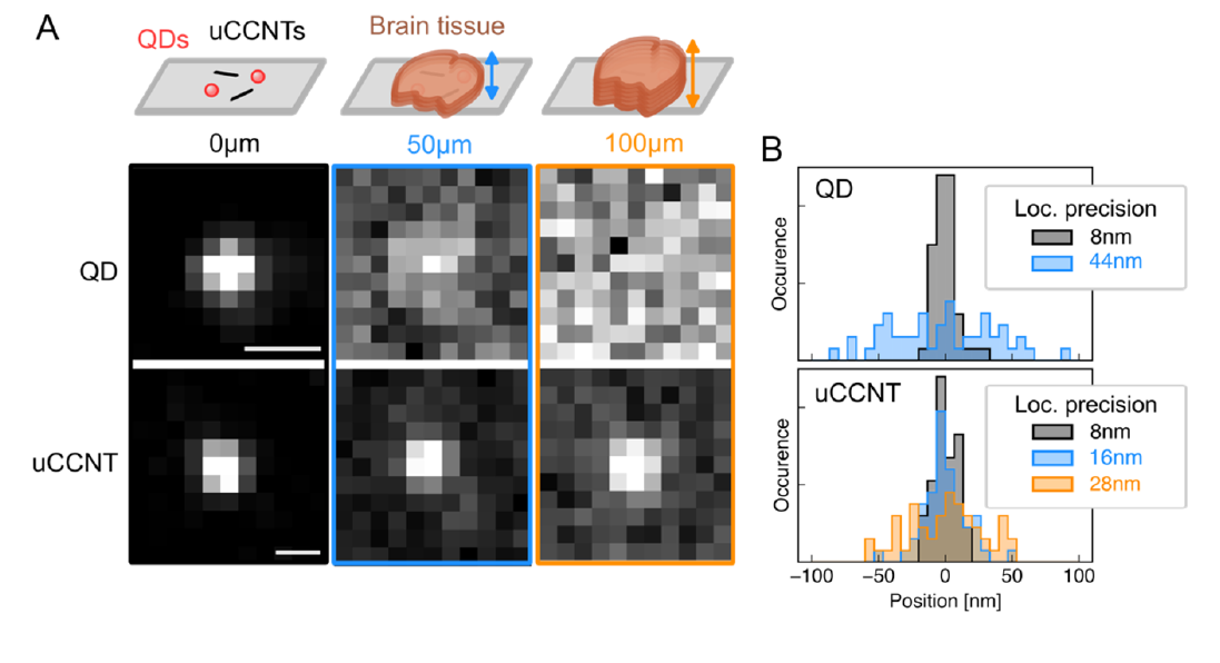 Comparaison de la détection de boîtes quantiques (QDs) et de nanotubes de carbone ultracourts (uCCNT) à travers des tranches de cerveau de souris de différentes épaisseurs. Les nanotubes restent clairement détectables localisables avec des précisions nanométriques jusqu’à 100 µm de profondeur.