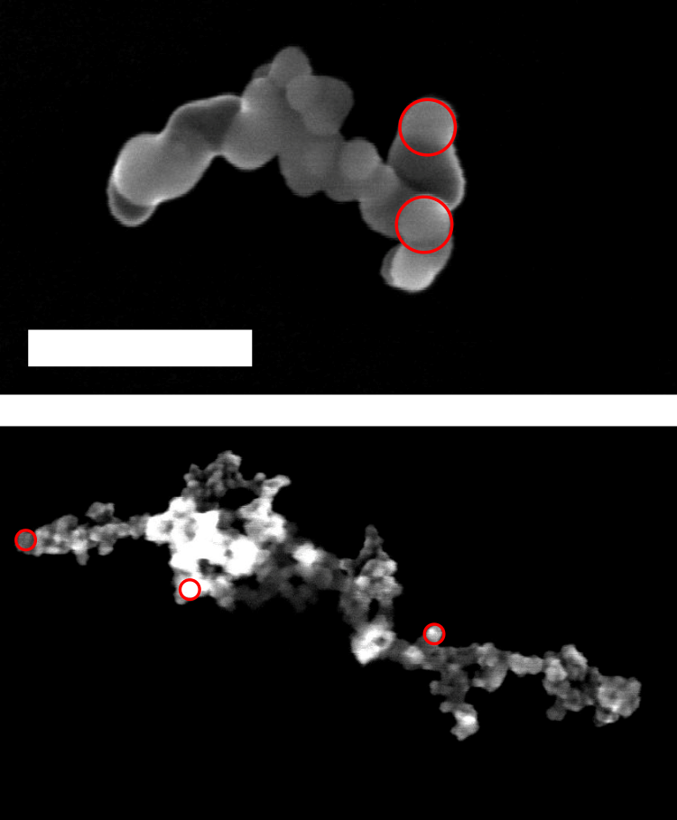 Clichés de microscopie électronique à balayage (l’échelle correspond à 200 nm) montrant les deux types de colloïdes utilisés, de rugosité différente résultant de l’agrégation de nanoparticules de SiO2 de rayon 25 nm (haut) et 10 nm (bas). Les cercles rouges soulignent certaines de ces nanoparticules primaires. Crédit : LPENSL (CNRS / ENS de Lyon)