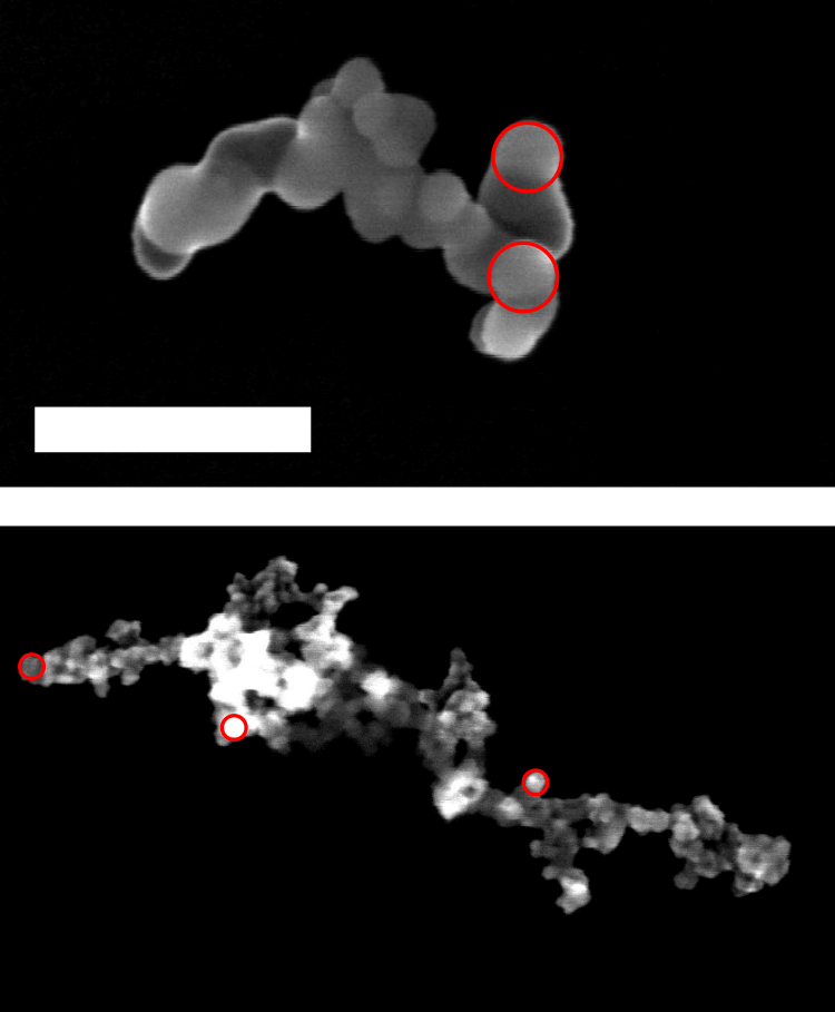 Clichés de microscopie électronique à balayage (l’échelle correspond à 200 nm) montrant les deux types de colloïdes utilisés, de rugosité différente résultant de l’agrégation de nanoparticules de SiO2 de rayon 25 nm (haut) et 10 nm (bas). Les cercles rouges soulignent certaines de ces nanoparticules primaires.  Crédit : LPENSL (CNRS / ENS de Lyon)