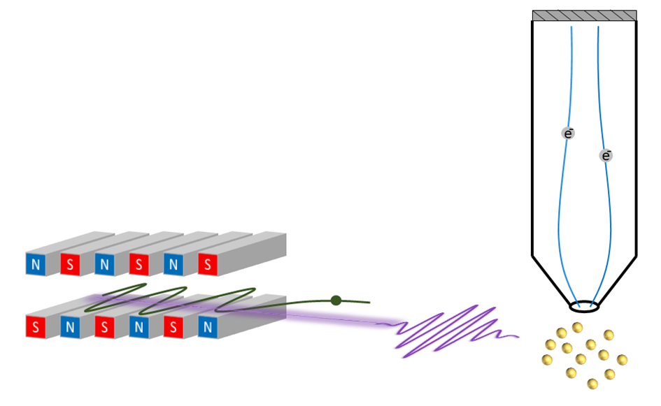 À gauche : un paquet d'électrons relativistes (en vert) traverse les onduleurs du laser à électrons libres FEL-FERMI. L'oscillation des électrons produit une impulsion XUV cohérente (en violet). L’impulsion pilote les oscillations de Rabi entre deux états 1s2 et 1s4p dans les atomes d'hélium (en jaune). À droite, un spectromètre à temps de vol permet d'analyser en énergie les photoélectrons émis. En montrant le croisement évité entre deux niveaux d'énergie, les spectres de photoélectrons révèlent les effets du couplage entre le système à 2 niveaux de l'atome d'hélium et le champ électromagnétique cohérent de l'impulsion laser.