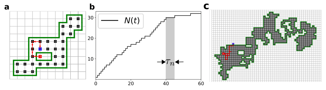 a. Un domaine déjà visité (sites noirs) et sa frontière (ligne verte) pour une marche aléatoire simple sur réseau carré (trajectoire représentée par les liens rouges). Les n-ième et (n+1)-ème nouveaux sites visités sont respectivement les carrés bleus et rouges.  b. Les temps τn entre visites de sites distincts sont définis comme les temps écoulés entre les incréments du nombre de sites distincts visités N(t).  c. Un exemple de trajectoire de première sortie du domaine visité par une marche aléatoire simple sur réseau carré (le carré rouge est à l’intérieur du domaine, car au moment où le marcheur vient dans ce site, il vient combler un « ilôt » isolé non encore visité). © Laboratoire de physique théorique de la matière condensée (LPTMC, CNRS / Sorbonne Université)