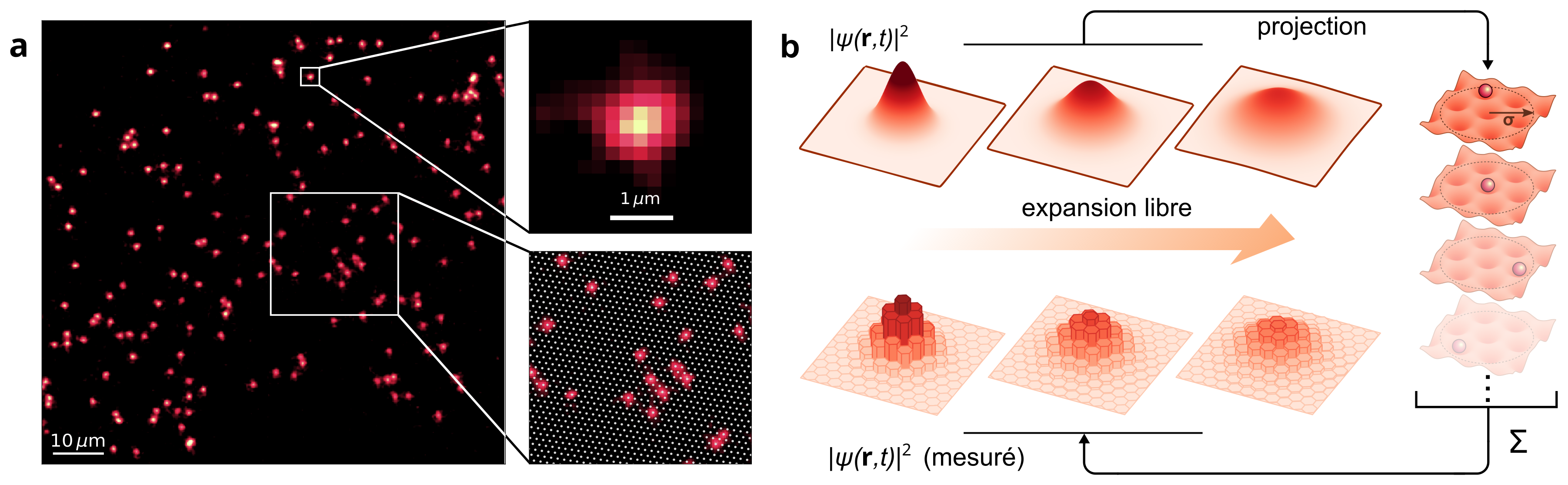 Figure (a). Image obtenue avec le microscope à gaz quantique du LKB. Chaque point lumineux rouge correspond au signal de fluorescence d’un seul atome de lithium figé dans un réseau optique. En haut à droite de (a), zoom sur un atome individuel. La taille observée est déterminée par les caractéristiques de l'objectif de microscope utilisé et la pixellisation est due à la caméra de détection. En bas à droite de (a), zoom sur une région de l’image où l’on a reconstruit les positions des sites du réseau optique (points blancs). (b). Protocole expérimental utilisé pour la mesure de l’expansion libre du paquet d’onde d’atomes individuels. Après expansion, le réseau optique est allumé brusquement, menant à la projection des atomes depuis l’espace continu sur les sites du réseau. À chaque réalisation expérimentale, l’atome se localise sur un site différent, mais la densité de probabilité |ψ(r,t)|2 peut néanmoins être obtenue en moyennant les positions obtenues sur de nombreuses répétitions. La méthode d’imagerie développée ici (Microscopie de gaz quantique en espace continu), peut être comparée à un « capteur CCD » pour des fonctions d’onde atomiques. 