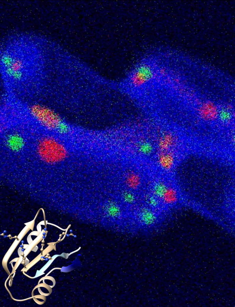 cartographies élémentaires par microscopie électronique en transmission du calcium (vert), du phosphore (rouge) et du carbone (bleu) dans des cellules de la cyanobactérie Synechococcus sp. RS9917. Le calcium est contenu par les carbonates de calcium amorphes (ACC). En bas à gauche : structure d’un domaine de la calcyanine, la protéine signature des cyanobactéries formant les ACC.