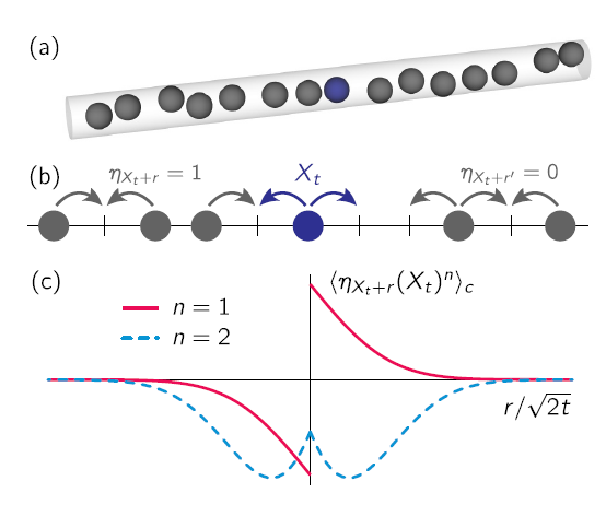 Diffusion d’un traceur (en bleu) dans un système en file indienne dans lequel les particules ne peuvent pas se doubler : (a) visualisation du confinement unidimensionnel tel qu’il peut apparaître dans un milieu poreux ou un nanotube, (b) processus d’exclusion symétrique : chaque site est occupé par au plus une particule et les flèches indiquent les déplacements possibles du traceur et des autres particules à un instant donné.