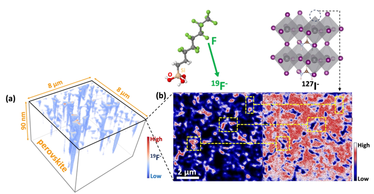 &Agrave; gauche, Carte 3D reconstruite par NanoSIMS montrant la distribution du signal du fluor 19F- dans la couche de p&eacute;rovskite FA0.9MA0.1PbI3  trait&eacute;e par des monocouches mol&eacute;culaires fluor&eacute;es auto-assembl&eacute;es, r&eacute;v&eacute;lant l&rsquo;infiltration du fluor dans la p&eacute;rovskite. &Agrave; droite, carte ionique 2D correspondante du 19F- et (c) de l&rsquo;iode 127I-, montrant respectivement les distributions du fluor et de l&rsquo;iode &agrave; la surface sup&eacute;rieure de la p&eacute;rovskite trait&eacute;e par les monocouches auto-assembl&eacute;es.