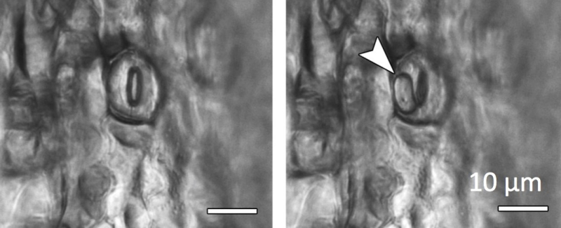 Nucleation of a laser-cavitated bubble in a stoma on the surface of a plant leaf, here Selaginella Kraussiana sur surface d'une feuille de plante