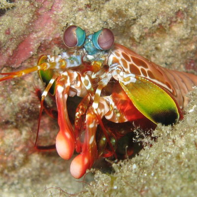 Gros plan d'une crevette-mante (Odontodactylus scyllarus) pris dans la mer d'Andaman au large de la Thaïlande en février 2008.