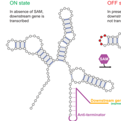 Figure : Un riboswitch agit comme un capteur biologique, changeant sa forme d'un état « ON » (à gauche) à un état « OFF » (à droite) lorsqu'il se lie à un métabolite (SAM, hexagone violet), ce qui lui permet de contrôler l’activité de gènes. Les deux états moléculaires sont dessinés de manière simplifiée ici, en omettant les contacts tertiaires qui confèrent à la molécule d’ARN ses diverses formes tridimensionnelles.