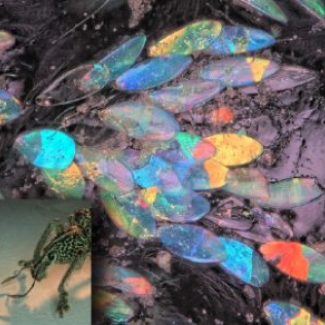 Les couleurs des écailles du charançon Lamprocyphus augustus sont générée par une structure photonique tridimensionnelle. La plupart des écailles sont monocristallines.