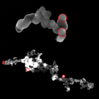 Clichés de microscopie électronique à balayage (l’échelle correspond à 200 nm) montrant les deux types de colloïdes utilisés, de rugosité différente résultant de l’agrégation de nanoparticules de SiO2 de rayon 25 nm (haut) et 10 nm (bas). Les cercles rouges soulignent certaines de ces nanoparticules primaires.  Crédit : LPENSL (CNRS / ENS de Lyon)
