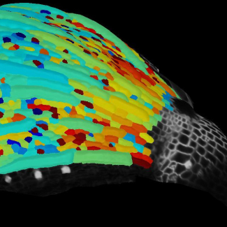 Des cellules de la surface d’un sépale (organe vert protégeant la fleur avant son ouverture) sont observées avec un microscope.