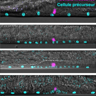 Microscopic images of the developing ovipositor (vulva) in the nematode C. elegans, the system used by the researchers to conduct their study.