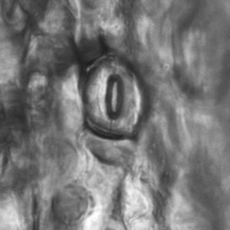 Nucléation d'une bulle de cavitation laser dans dans un stomate sur surface d'une feuille de plante