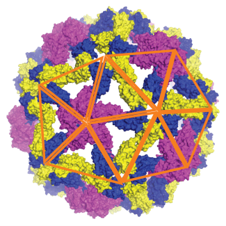 Modèle élastique d’une capside virale de forme icosaédrique. La capside est constituée de sous-unités triangulaires, dont quelques-unes sont marquées ici en orange, qui peuvent être déformées pour minimiser l’énergie de l’ensemble. Les couleurs des protéines sont choisies pour refléter leur groupe de symétrie.