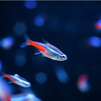 poisson