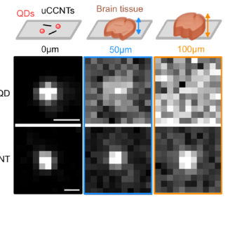 Comparaison de la détection de boîtes quantiques (QDs) et de nanotubes de carbone ultracourts (uCCNT) à travers des tranches de cerveau de souris de différentes épaisseurs.