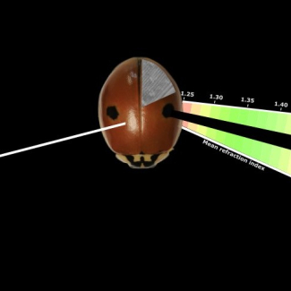 Schéma illustrant l’interaction de la lumière avec les élytres de coccinelle.