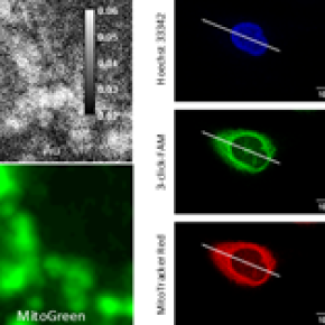 Accumulation mitochondriale