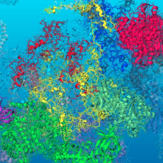 A l'approche de la température de la mort cellulaire, les simulations de dynamique moléculaire multi-échelle prédisent un dépliement de certaines protéines qui changent dramatiquement la viscosité du milieu cellulaire. © Fabio Sterpone