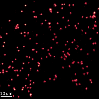 Image obtenue avec le microscope à gaz quantique du LKB. Chaque point lumineux rouge correspond au signal de fluorescence d’un seul atome de lithium figé dans un réseau optique.