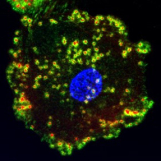 Illustration macrophage