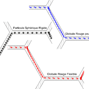 Trajectoires typiques des particules