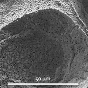 Vignette Résultat Scientifique Santucci