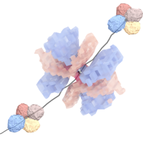 Tomo-Rhéoscopie d’une mousse liquide. 