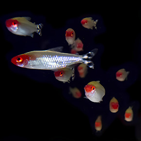 Banc de poissons