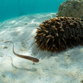 Poisson "Carapus sp." vivant en association avec une holothurie "Thelenota ananas", Moorea