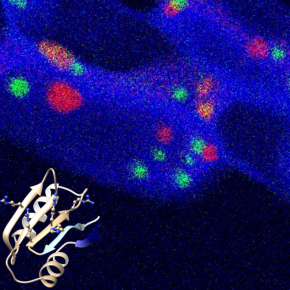 cartographies élémentaires par microscopie électronique en transmission du calcium (vert), du phosphore (rouge) et du carbone (bleu) dans des cellules de la cyanobactérie Synechococcus sp. RS9917. Le calcium est contenu par les carbonates de calcium amorphes (ACC). En bas à gauche : structure d’un domaine de la calcyanine, la protéine signature des cyanobactéries formant les ACC