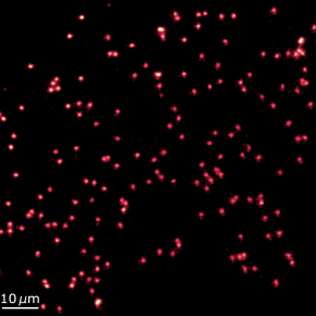Image obtenue avec le microscope à gaz quantique du LKB. Chaque point lumineux rouge correspond au signal de fluorescence d’un seul atome de lithium figé dans un réseau optique.